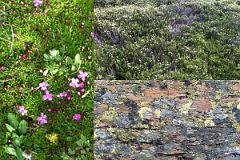 23 Wild Flowers and Bushes, Algae Covered Rock At Lake Victoria On Lake Oesa Trail At Lake O-Hara Morning